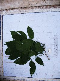 Millettia pinnata image