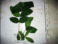 Didymocheton annae image