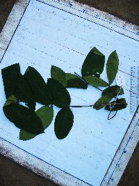 Didymocheton annae image