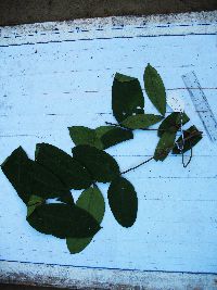 Didymocheton annae image
