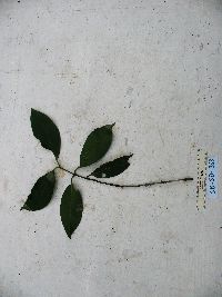 Garcinia ledermannii image