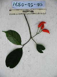 Tabernaemontana pandacaqui image