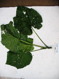 Thumbnail image of current specimen