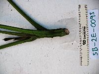 Thumbnail image of current specimen