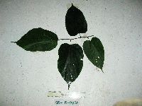 Gigasiphon schlechteri image