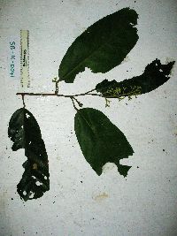 Microcos grandiflora image