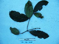 Image of Steganthera hospitans