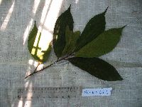 Ficus arfakensis image