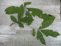Didymocheton papuanus image
