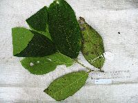 Steganthera hirsuta image