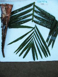 Hydriastele costata image