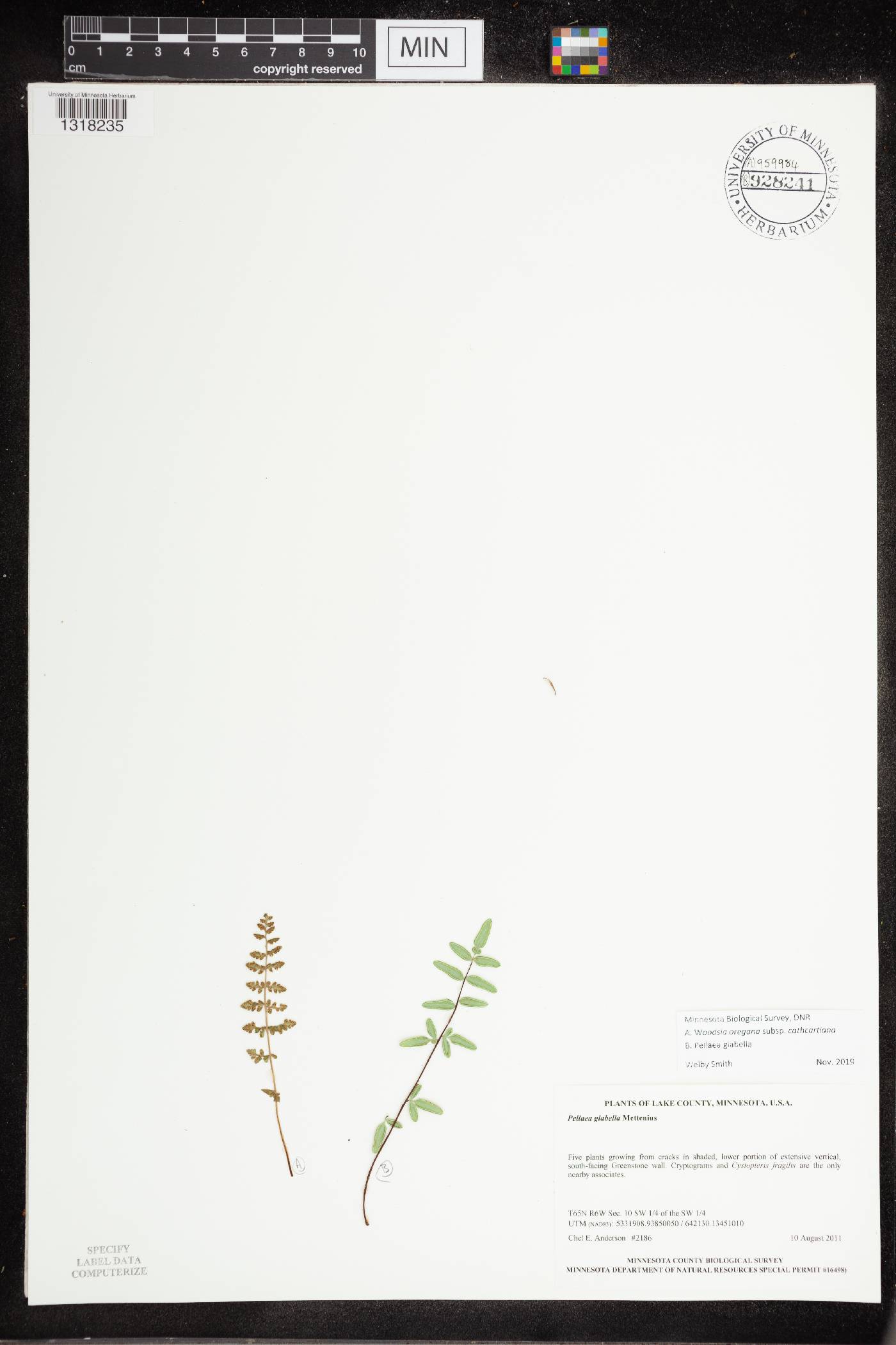 Pellaea glabella subsp. glabella image