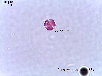 Penstemon albidus image