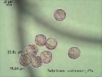 Delphinium carolinianum image