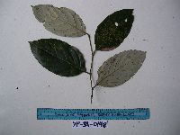Image of Cryptocarya apamifolia