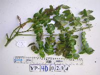 Caesalpinia crista image