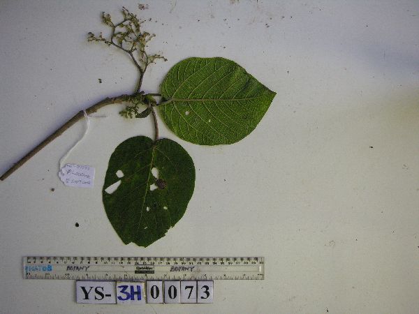 Dendrocnide image