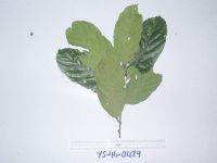 Image of Cryptocarya magnifolia
