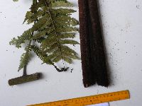 Thumbnail image of current specimen