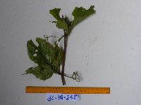 Image of Apocissus acrantha