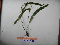Image of Elaphoglossum heterolepium