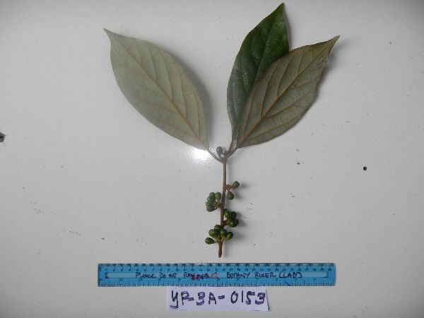 Neolitsea pubescens image