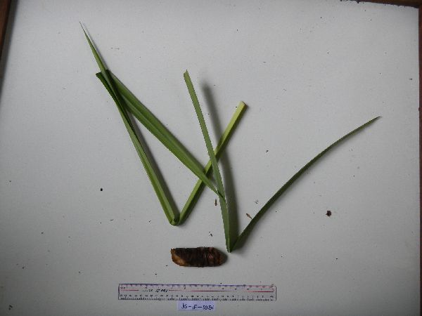 Benstonea adinobotrys image