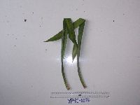 Benstonea adinobotrys image