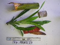 Benstonea adinobotrys image