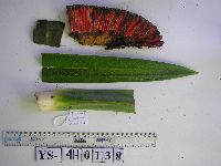 Benstonea adinobotrys image