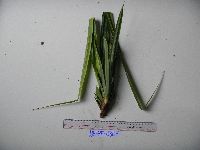 Benstonea adinobotrys image