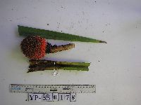 Benstonea adinobotrys image