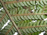 Sphaeropteris glauca image