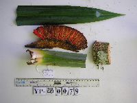 Benstonea adinobotrys image