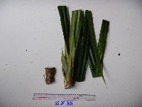 Benstonea adinobotrys image