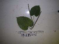 Thumbnail image of current specimen