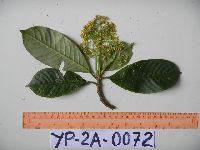 Thumbnail image of current specimen