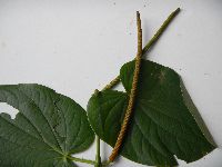 Thumbnail image of current specimen