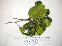 Thumbnail image of current specimen