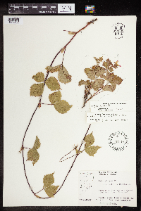 Rubus pubescens image