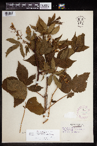 Rubus canadensis image
