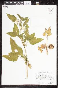 Leucophysalis grandiflora image
