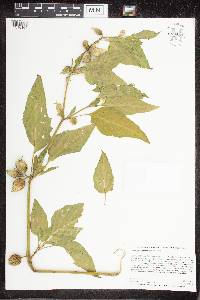 Leucophysalis grandiflora image