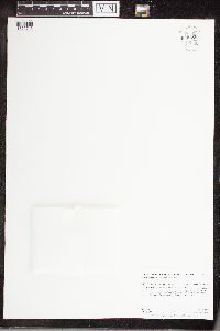 Apios americana image