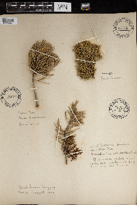 Pinus ponderosa image