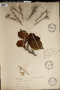 Cornus racemosa image