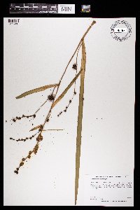 Sparganium eurycarpum image