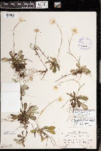 Antennaria howellii subsp. petaloidea image