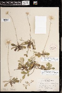 Antennaria howellii subsp. petaloidea image