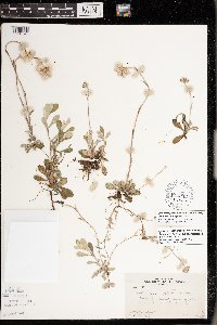 Antennaria howellii subsp. petaloidea image